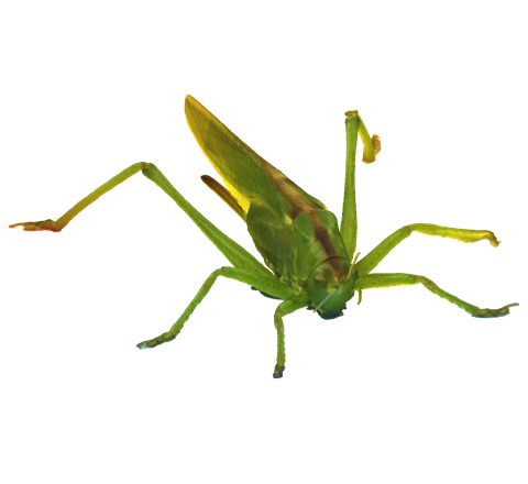Grasshopper