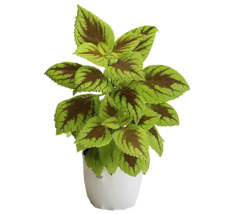 Houseplant