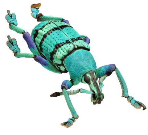 Snout beetle