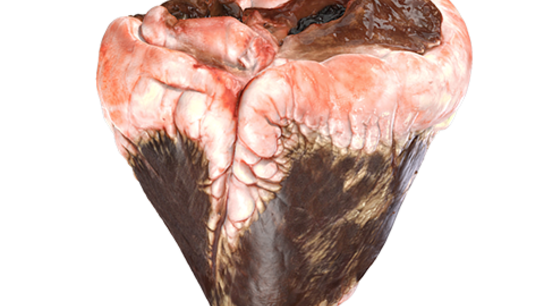 Bovine heart