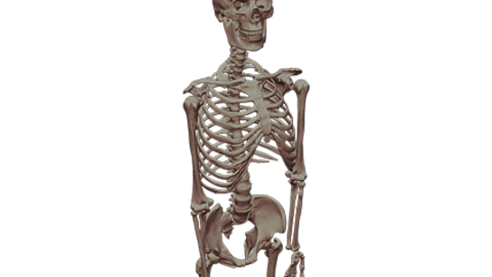 Human skeleton HD