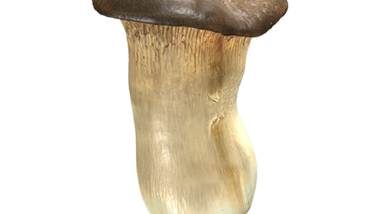 Mushroom (pleurotus eryngii)