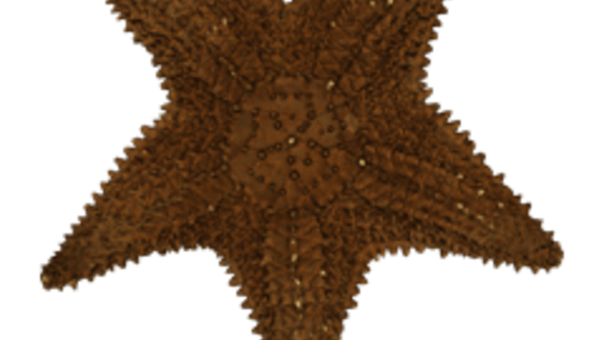 Starfish