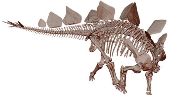 Stegosaurus Skeleton