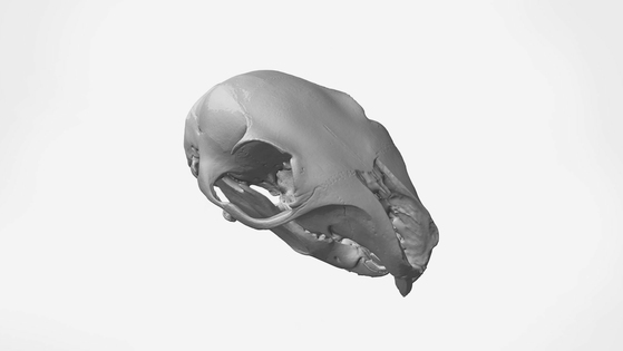 Artec Micro captures a squirrel skull in submillimeter 3D color in minutes