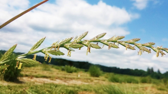 Maximizing crop yields with high-throughput phenotyping using Artec Space Spider