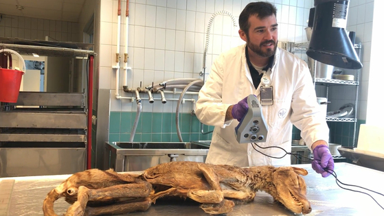 Using Artec 3D scanners to discover the true size of the now-extinct thylacine