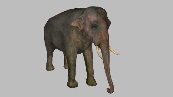 Elephant